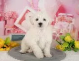 トイプードル(トイ)【千葉県・男の子・2025年6月21日・クリーム】の写真9「可愛い子犬ちゃんに会いに来ませんか？😊私たちが素敵なご縁をお繋ぎいたします💖」