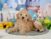 トイプードル(トイ)【千葉県・男の子・2025年5月18日・アプリコット】の写真9「可愛い子犬ちゃんに会いに来ませんか？😊私たちが素敵なご縁をお繋ぎいたします💖」