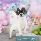 チワワ(スムース)【千葉県・男の子・2025年10月13日・ブラックタン&ホワイト】の写真9「可愛い子犬ちゃんに会いに来ませんか？😊私たちが素敵なご縁をお繋ぎいたします💖」