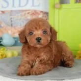 トイプードル(トイ)【千葉県・女の子・2025年9月23日・レッド】の写真9「可愛い子犬ちゃんに会いに来ませんか？😊私たちが素敵なご縁をお繋ぎいたします💖」