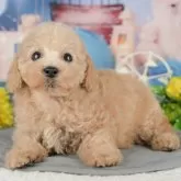 トイプードル(トイ)【千葉県・女の子・2025年6月26日・アプリコット】の写真9「可愛い子犬ちゃんに会いに来ませんか？😊私たちが素敵なご縁をお繋ぎいたします💖」