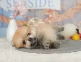 ポメラニアン【千葉県・男の子・2025年6月4日・オレンジセーブル】の写真8「可愛い子犬ちゃんに会いに来ませんか？😊私たちが素敵なご縁をお繋ぎいたします💖」