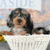 ミニチュアダックスフンド(ロング)【千葉県・男の子・2025年9月11日・シルバーダップル】の写真9「可愛い子犬ちゃんに会いに来ませんか？😊私たちが素敵なご縁をお繋ぎいたします💖」