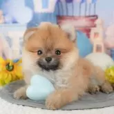 ポメラニアン【千葉県・男の子・2025年8月30日・オレンジ】の写真9「可愛い子犬ちゃんに会いに来ませんか？😊私たちが素敵なご縁をお繋ぎいたします💖」