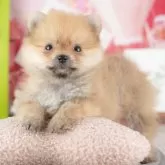 ポメラニアン【千葉県・男の子・2025年9月4日・オレンジ】の写真9「可愛い子犬ちゃんに会いに来ませんか？😊私たちが素敵なご縁をお繋ぎいたします💖」