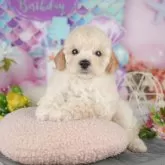 トイプードル(トイ)【千葉県・男の子・2025年4月28日・クリーム】の写真9「可愛い子犬ちゃんに会いに来ませんか？😊私たちが素敵なご縁をお繋ぎいたします💖」