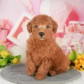 トイプードル(トイ)【千葉県・男の子・2025年4月27日・レッド】の写真9「可愛い子犬ちゃんに会いに来ませんか？😊私たちが素敵なご縁をお繋ぎいたします💖」