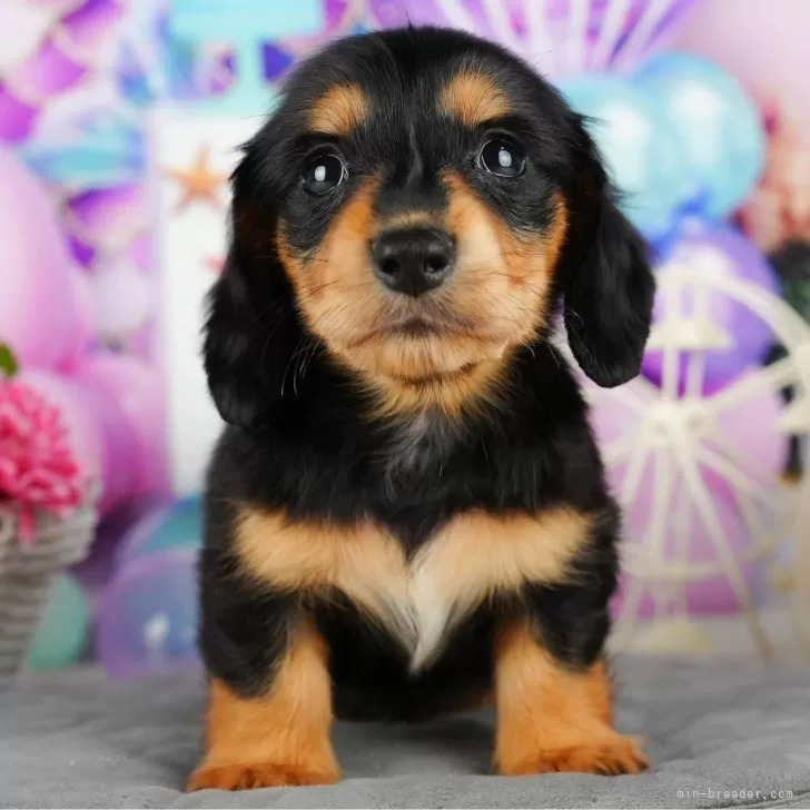 ID：2407-08090の子犬