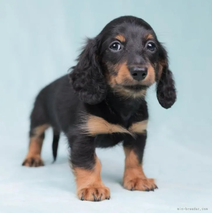 ID：2209-02643の子犬