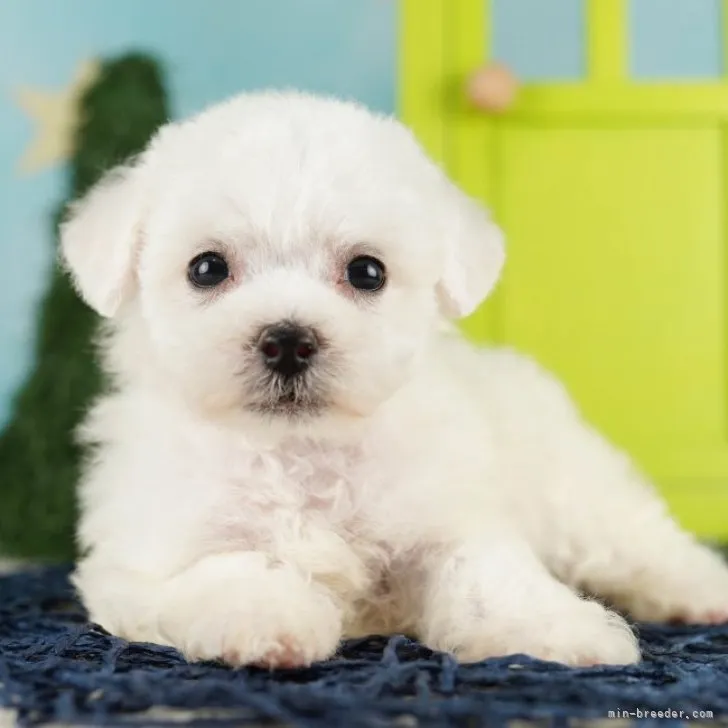 ID:2308-04509の子犬