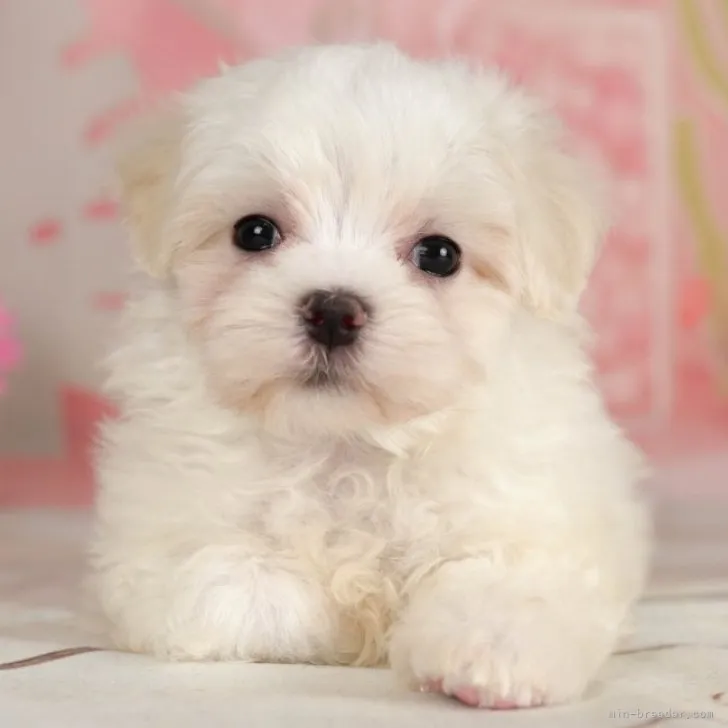 ID:2304-02175の子犬