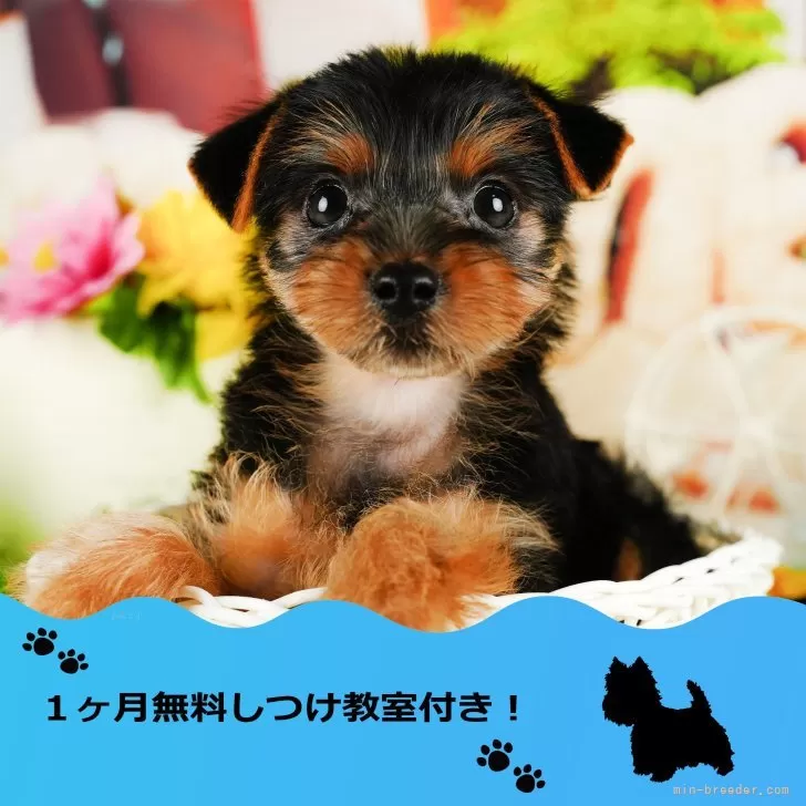 ID：2410-04393の子犬