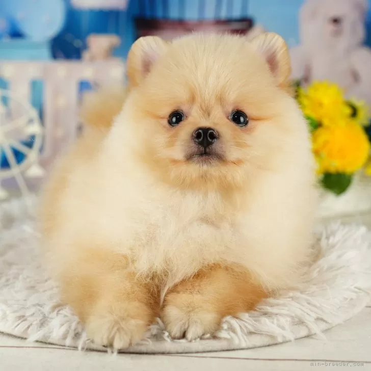 ID：2406-04082の子犬