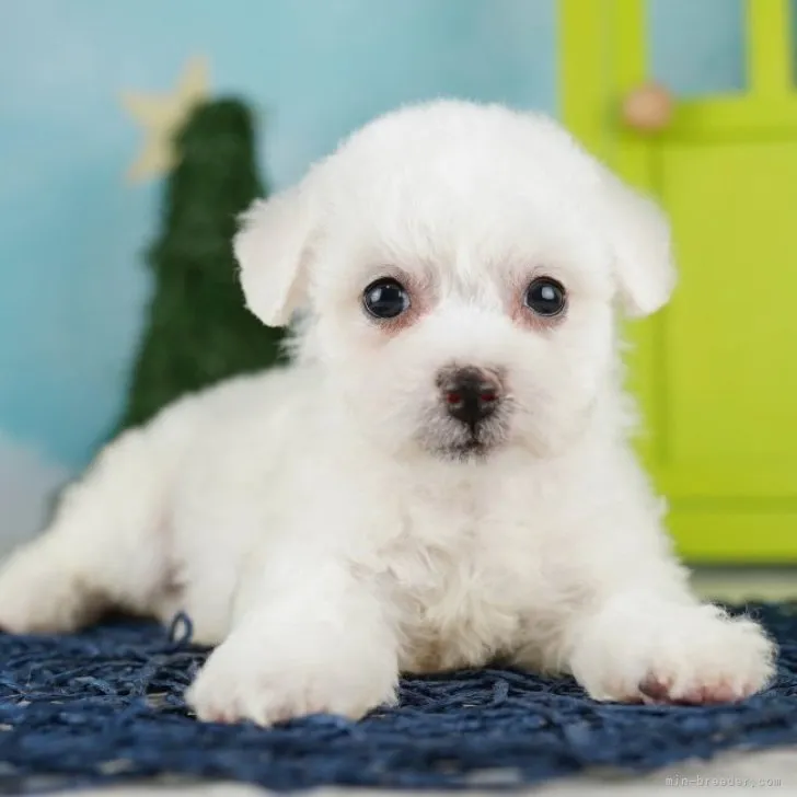 ID：2308-04485の子犬