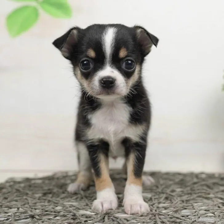 ID：2302-03790の子犬