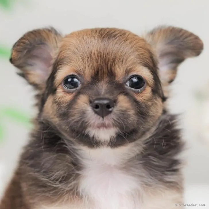 ID:2210-03102の子犬