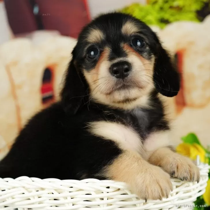 ID：2407-08068の子犬