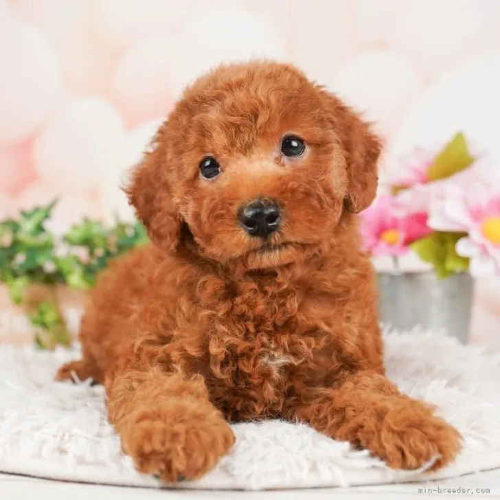 ID：2307-00781の子犬