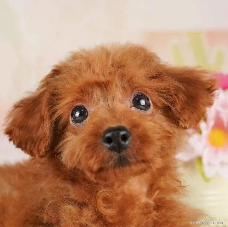 ID：2308-01586の子犬