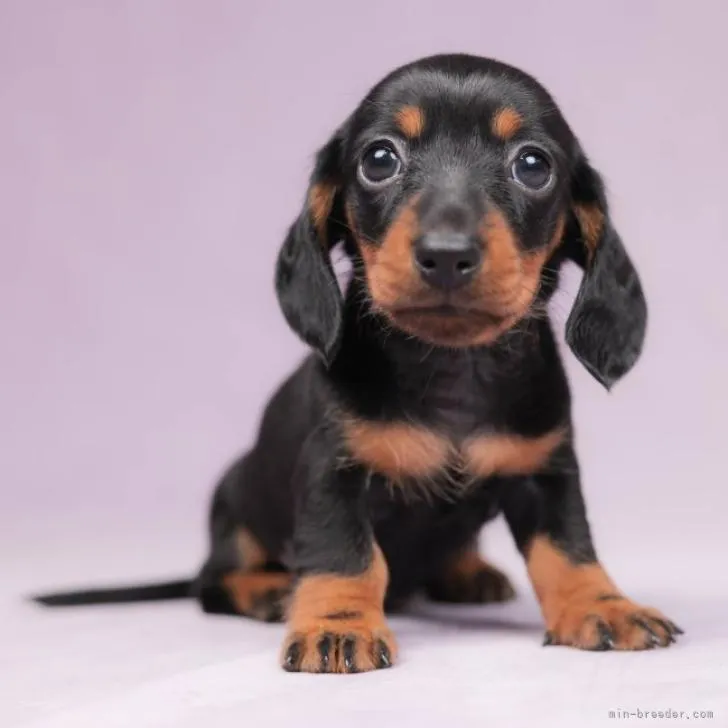 ID：2210-01839の子犬