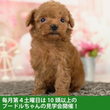 トイプードル(タイニー)【千葉県・女の子・2023年3月19日・レッド】の写真「総額表示！クリクリなおめめがチャームポイント♡」