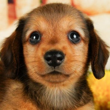 ミニチュアダックスフンド(ロング)【千葉県・男の子・2024年7月11日・シェーデッドレッド】の写真「1ケ月」