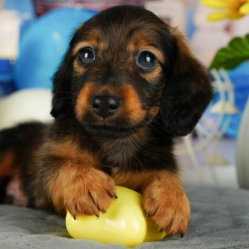 ミニチュアダックスフンド(ロング)【千葉県・男の子・2024年7月9日・レッド】の写真「総額表示！！当日見学OK✨」