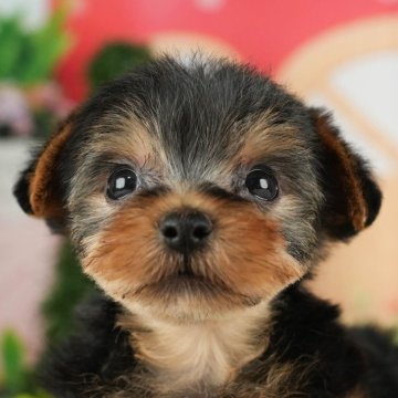 ヨークシャーテリア【千葉県・男の子・2023年11月27日・スティールブルー&タン】の写真「総額表示！マイペースな甘えん坊ボーイ✨」