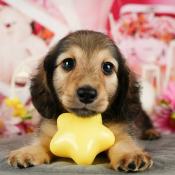 ミニチュアダックスフンド(ロング)【千葉県・男の子・2024年8月24日・シェーデッドイエロー】の写真「2024年上半期ブリーダーアワード全国1位🏆」