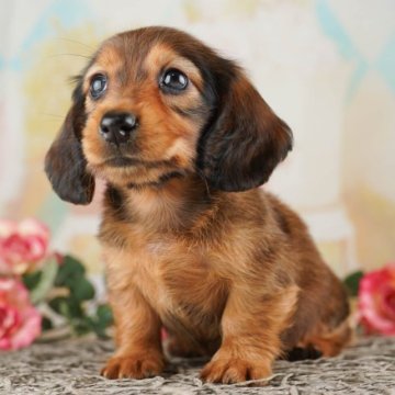 ミニチュアダックスフンド(ロング)【千葉県・女の子・2023年6月23日・シェーデッドレッド】の写真「総額表示！優しいお顔の女の子ちゃん♡」