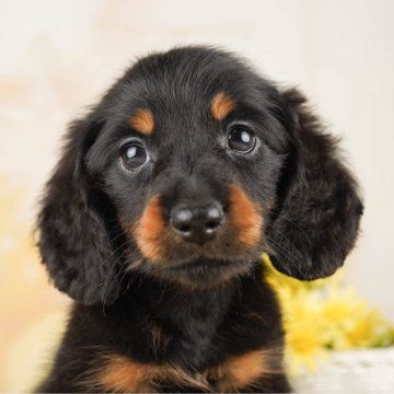 ミニチュアダックスフンド(ロング)【千葉県・男の子・2023年6月6日・ブラック&タン】の写真「総額表示！マイペースな甘えん坊さん💗」