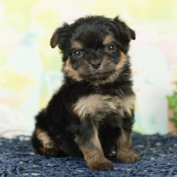 チーキー(チワワ×ヨーキー)【千葉県・女の子・2023年3月18日・スティールブルータン】の写真「総額表示！おてんば娘ちゃん♡！」