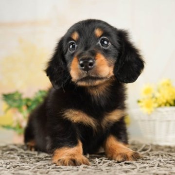 ミニチュアダックスフンド(ロング)【千葉県・男の子・2023年7月11日・ブラックタン】の写真「総額表示！愛嬌バッチリの男の子♡」