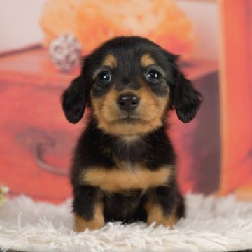 ミニチュアダックスフンド(ロング)【千葉県・女の子・2023年2月12日・ブラックタン】の写真「総額表示！マイペースで友好的な女の子♡」