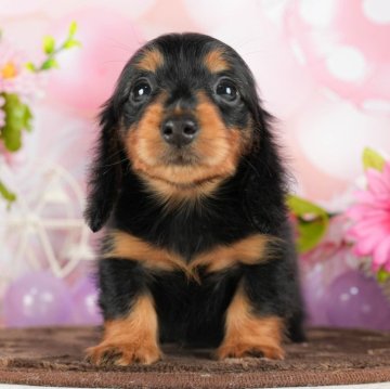 ミニチュアダックスフンド(ロング)【千葉県・女の子・2023年12月31日・ブラックタン】の写真「総額表示！愛嬌満点のおてんばガール💗」