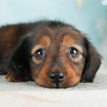 ミニチュアダックスフンド(ロング)【千葉県・男の子・2023年11月10日・シェーデッドレッド】の写真「総額表示！好奇心旺盛なわんぱくさんです☆彡」