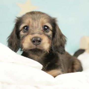 ミニチュアダックスフンド(ロング)【千葉県・女の子・2022年10月14日・シェーデッドイエロー】の写真「総額表示！つぶらなお目目のおっとりガール♡♡」