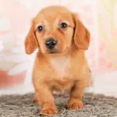 ミニチュアダックスフンド(ロング)【千葉県・男の子・2023年4月19日・レッド】の写真2「6/1撮影(生後43日)」