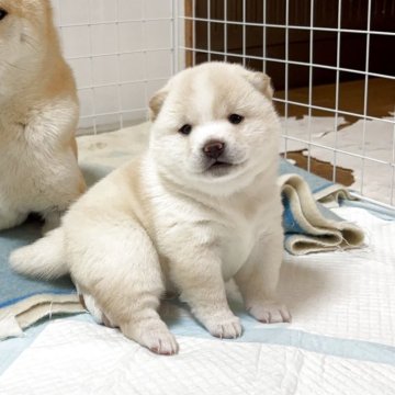 柴犬(豆柴)【和歌山県・女の子・2026年3月1日・白】の写真「絶対数の少ない白、ムチムチころっころの女の子です」