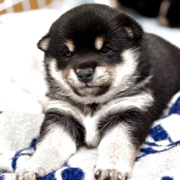 柴犬(豆柴)【和歌山県・女の子・2025年11月12日・黒】の写真「くりくりお目目の可愛い女の子です」