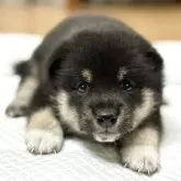豆柴