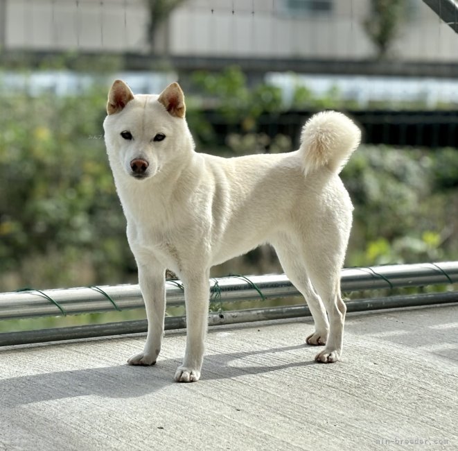 豆柴【・女の子・2023年10月17日・白】