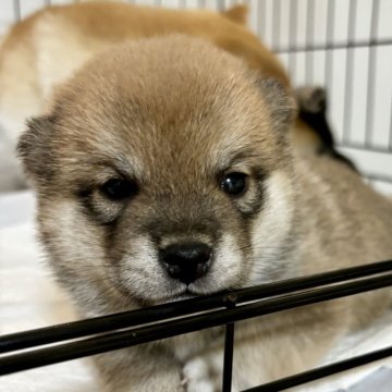 柴犬(豆柴)【和歌山県・男の子・2024年6月10日・赤】の写真「配色の整った可愛い男の子です」