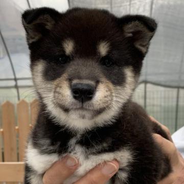 柴犬(豆柴)【和歌山県・女の子・2022年10月15日・黒】の写真「顔立ちのきれいな優しい女の子です。」