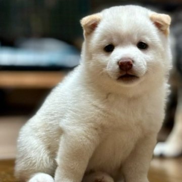 柴犬(豆柴)【和歌山県・女の子・2024年8月21日・白】の写真「絶対数の少ない白、ころっころの女の子です」