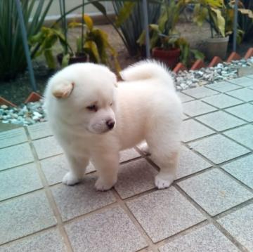 柴犬(豆柴)【和歌山県・男の子・2022年10月10日・白】の写真「人気の白、ころっころのタヌキ顔です」