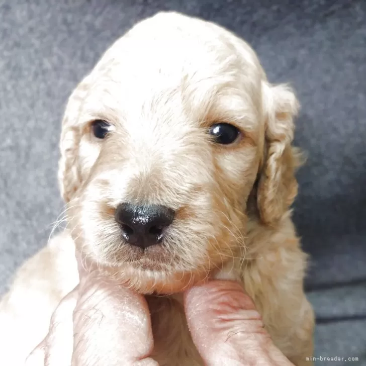 ゴールデンドゥードル(ゴールデンレトリバー×プードル)【兵庫県・男の子・2025年10月26日・クリーム】の写真1