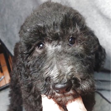 スタンダードプードル【兵庫県・男の子・2025年9月2日・ブラック&シルバー】の写真「小柄なスタンダードプードルです。」