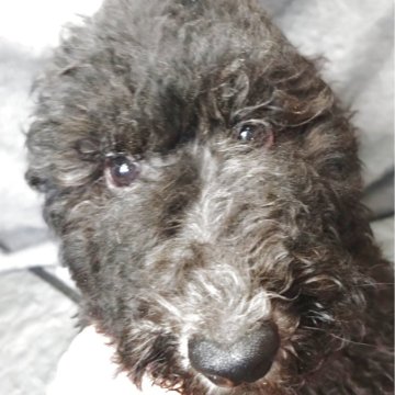 スタンダードプードル【兵庫県・男の子・2025年9月2日・ブラック&シルバー】の写真「小柄なスタンダードプードルです。」