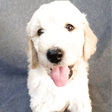 ゴールデンドゥードル(ゴールデンレトリバー×プードル)【兵庫県・女の子・2025年10月26日・クリーム】の写真「温和で元気な女の子です。」